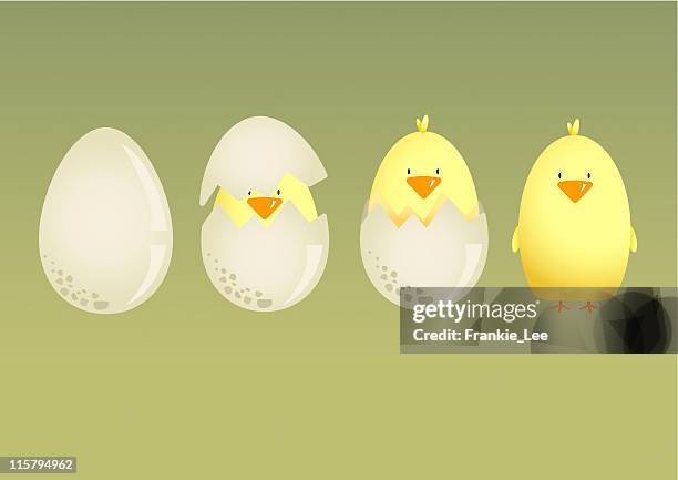 stockillustraties, clipart, cartoons en iconen met chick hatching - veer