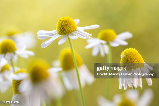 chamomile flowers - pianta di camomilla foto e immagini stock