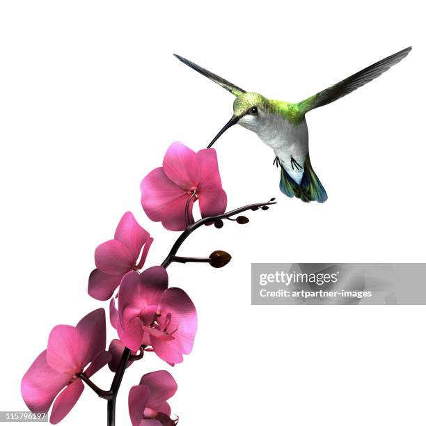 hummingbird flying above an orchid on white - hummingbirds stock-fotos und bilder