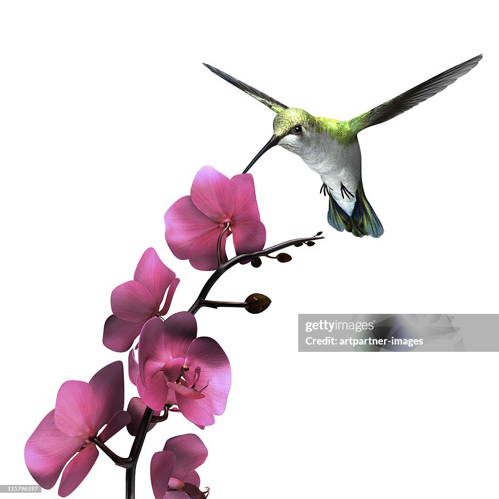 Hummingbird flying above an Orchid on White