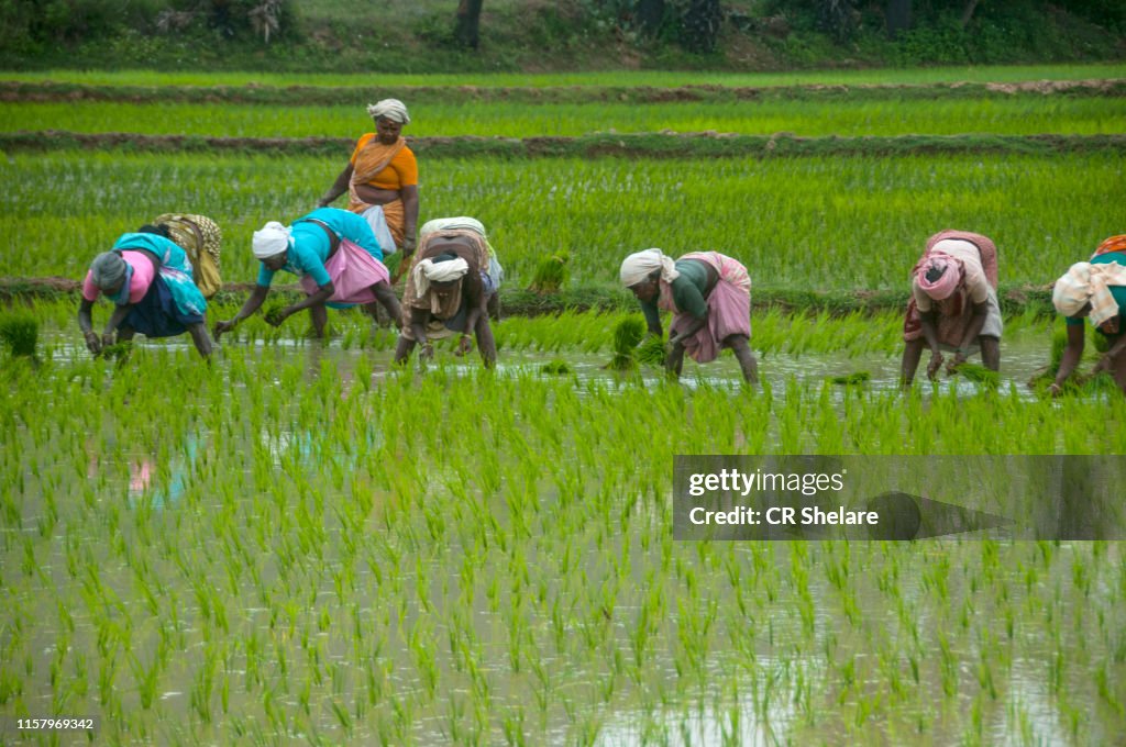 Transplanted Rice Rural Women Transplanted Rice Shoots In The Rice Paddy India High-Res ...
