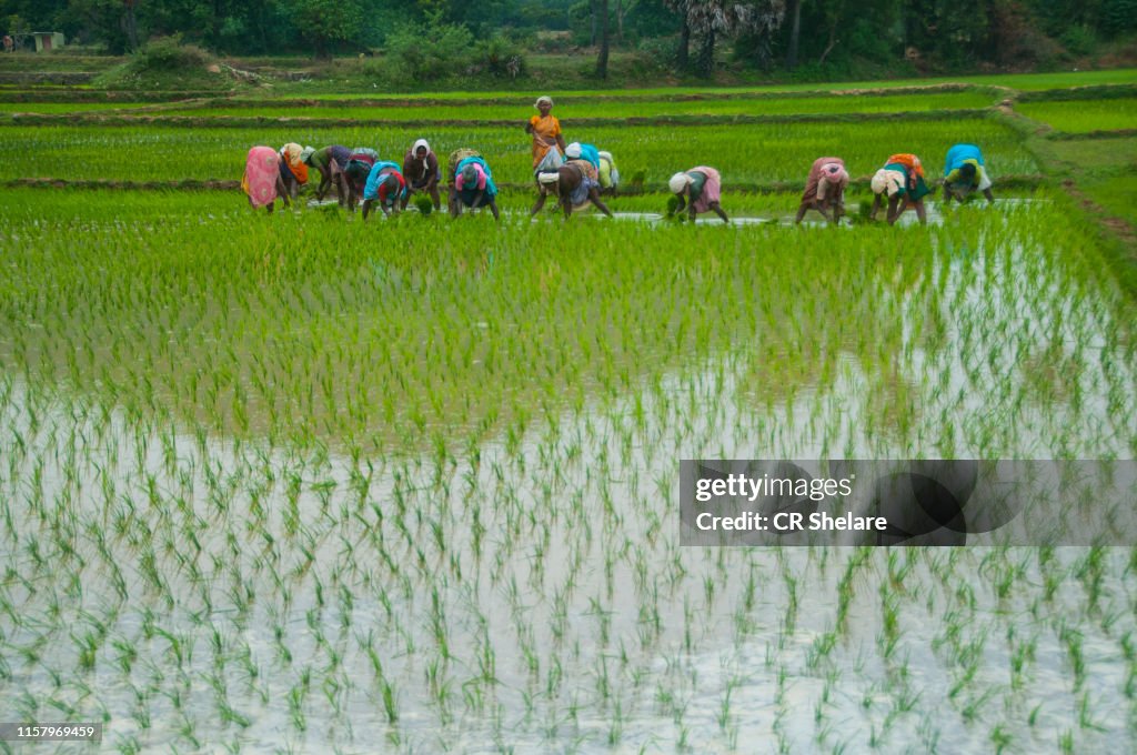 Transplanted Rice Rural Women Transplanted Rice Shoots In The Rice Paddy India High-Res ...