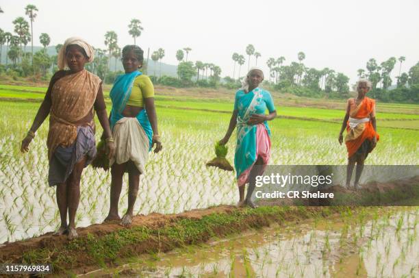 96 Women Rice Work Tamil Nadu Stock Photos, High-Res Pictures, and ...