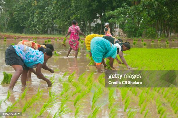 98 Women Rice Work Tamil Nadu Stock Photos, High-Res Pictures, and ...