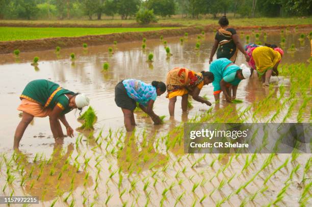 98 Women Rice Work Tamil Nadu Stock Photos, High-Res Pictures, and