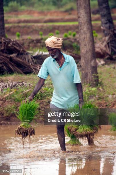 98 Women Rice Work Tamil Nadu Stock Photos, High-Res Pictures, and