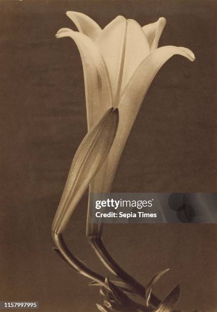 No. 1.; Tina Modotti. American. Born Italy. 1896 - 1942; 1925; Platinum print; Image: 24.1 x 17 cm .