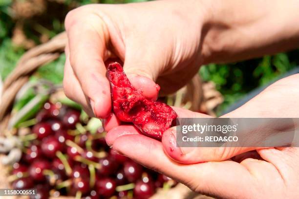 Cherry called duroni di Vignola. Vignola. Emilia Romagna. Italy. Europer.