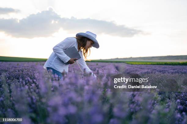 the modern farmer woman walking in her lavender fields in summer, small business and investment, agricultural occupation. - farmers insurance stock pictures, royalty-free photos & images