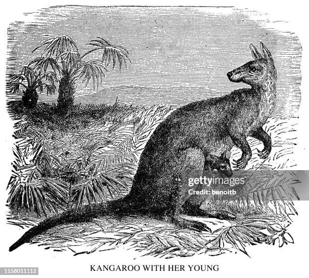 kangaroo with her young - joey stock illustrations