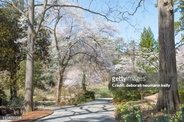 spring duke gardens - durham north carolina stock pictures, royalty-free photos & images