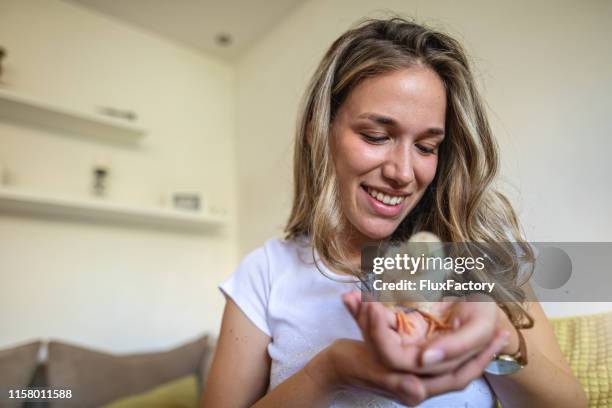 beautiful girl holding a baby chicken in hand - 1 chick stock pictures, royalty-free photos & images