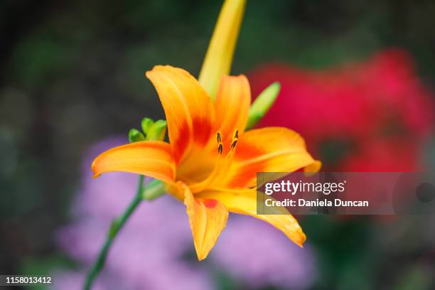 bright orange day lily in bloom - taglilie stock-fotos und bilder