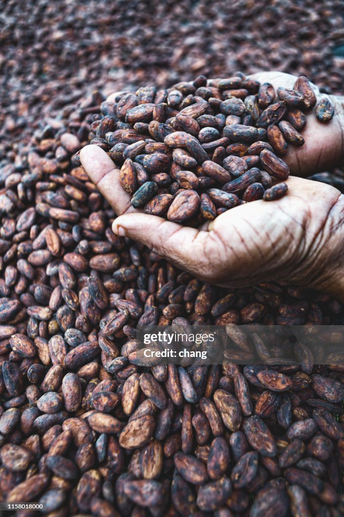 Cocoa beans on hands