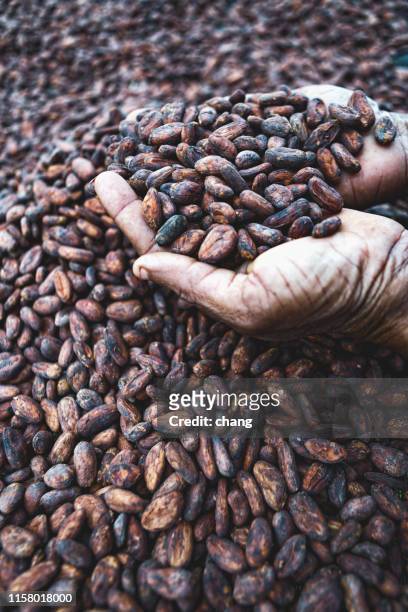 cocoa beans on hands - chocolate factory stock pictures, royalty-free photos & images