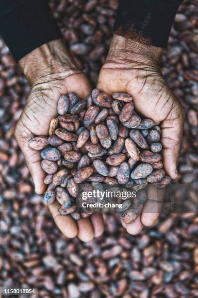 cocoa beans on hands - chocolate bean stock pictures, royalty-free photos & images