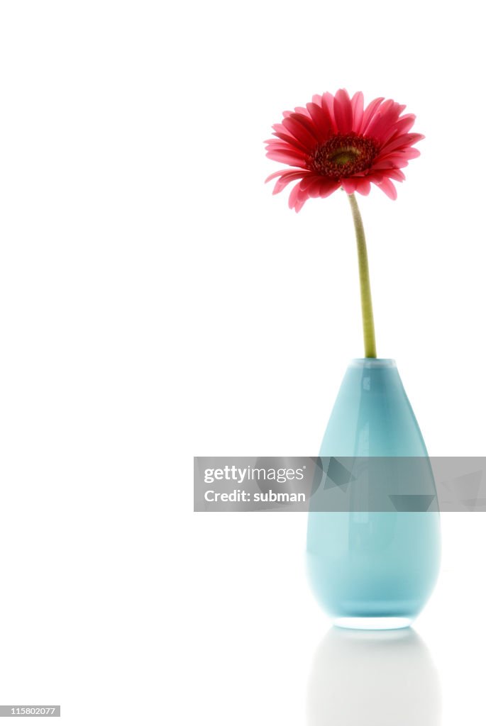 Flower in a pot on white background