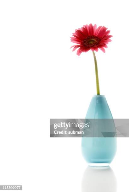 flower in a pot on white background - single flower stock pictures, royalty-free photos & images