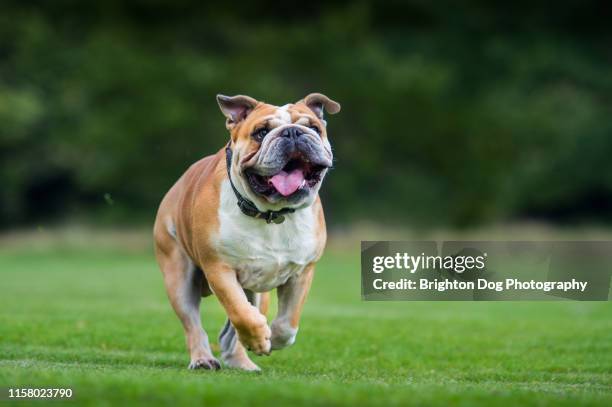 dog running in a field - english bulldog stock pictures, royalty-free photos & images