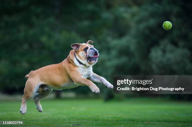 dog running in a field - dog jumping bildbanksfoton och bilder