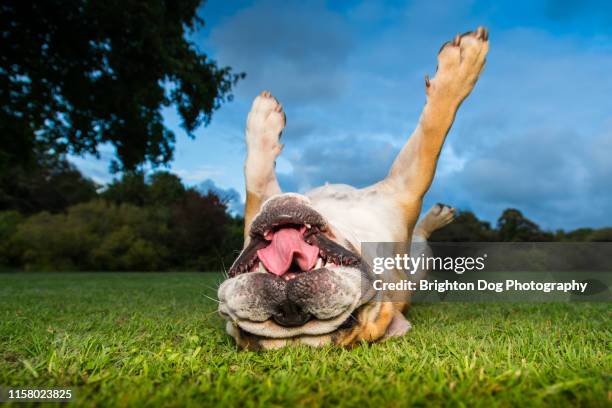 dog running in a field - bulldogge stock-fotos und bilder