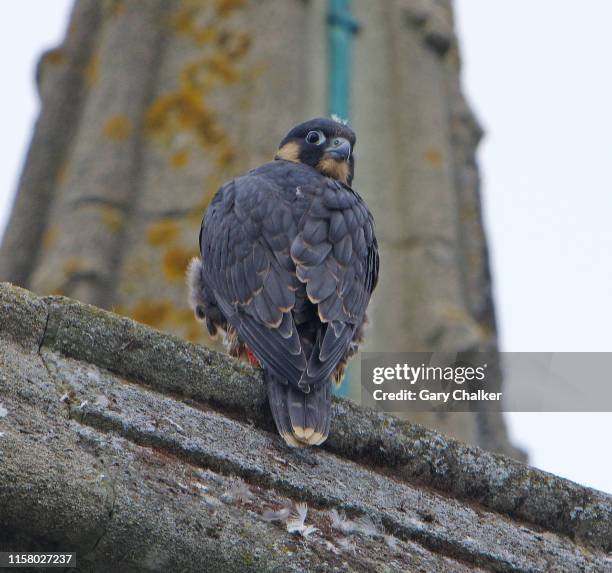 Falcons In Uk 601 Peregrine Falcon Uk Stock Photos, High-Res Pictures, and Images ...