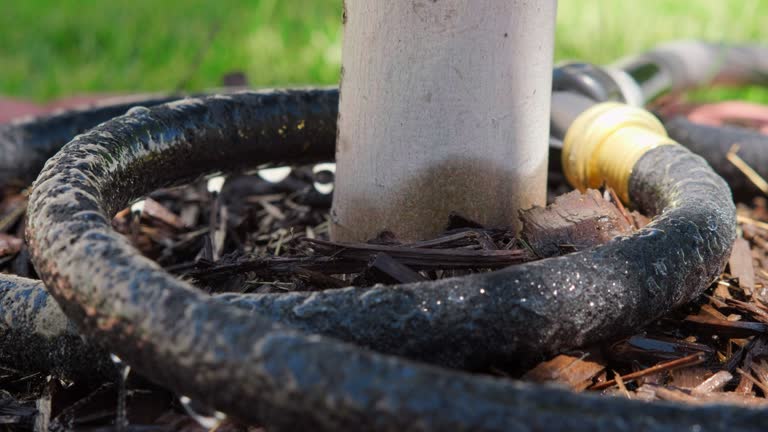 Tree Soaker Planting Maple Tree Videos and HD Footage - Getty Images