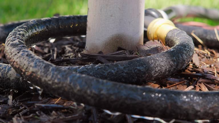 Tree Soaker Planting Maple Tree Videos and HD Footage - Getty Images