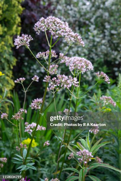 valeriana officinalis (common valerian) - valeriana officinalis stock pictures, royalty-free photos & images