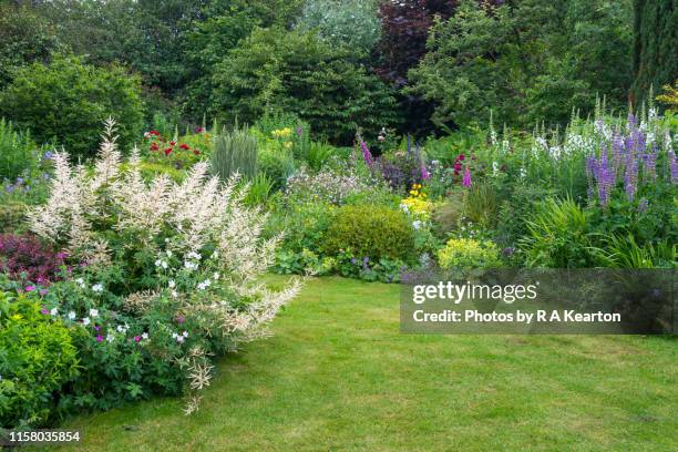 english country garden in late june - perennial stock-fotos und bilder