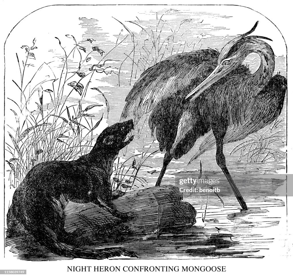 Night Heron Confronting Mongoose