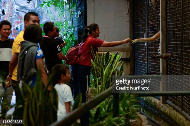 Pileated gibbon reaches out from a cage to receive some banana from a visitor at the Pata Zoo in Bangkok, Thailand, 27 July 2019. Pata Zoo is a small...