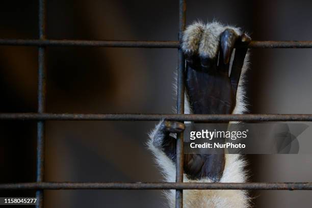 Pileated gibbon holds onto a cage wall at the Pata Zoo in Bangkok, Thailand, 27 July 2019. Pata Zoo is a small private zoo on the 6th and 7th floors...