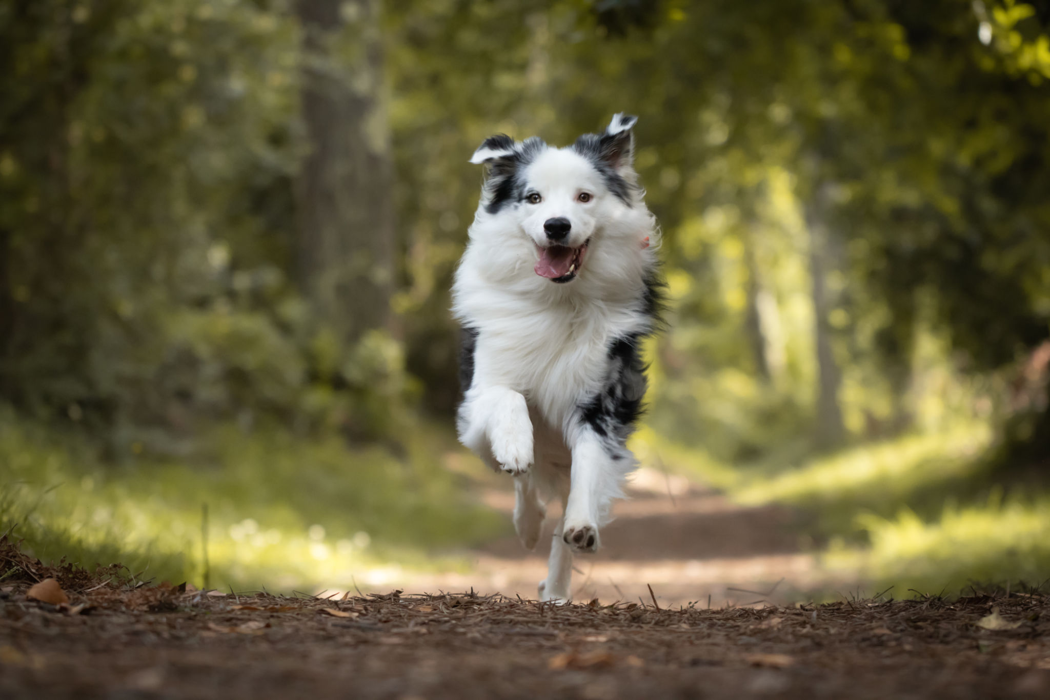 dog training in forest, australian shepherd running, looking at camera dog training in forest, australian shepherd running, looking at camera