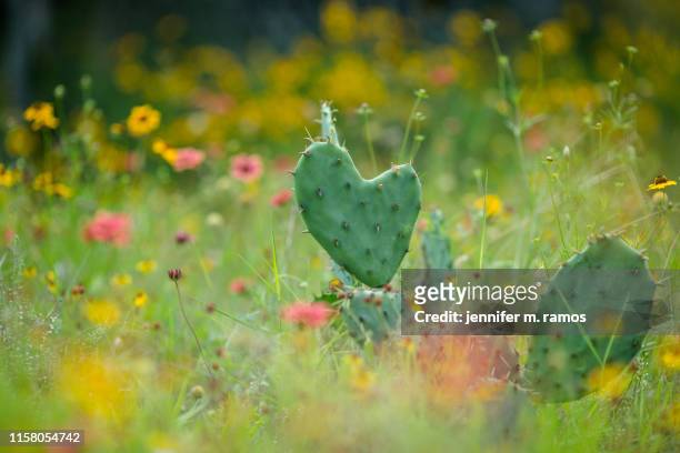 inks lake state park wildflowers and cacti - cactus water stock pictures, royalty-free photos & images