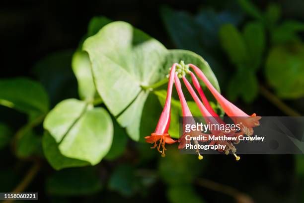 wild honeysuckle flower - honeysuckle stock pictures, royalty-free photos & images