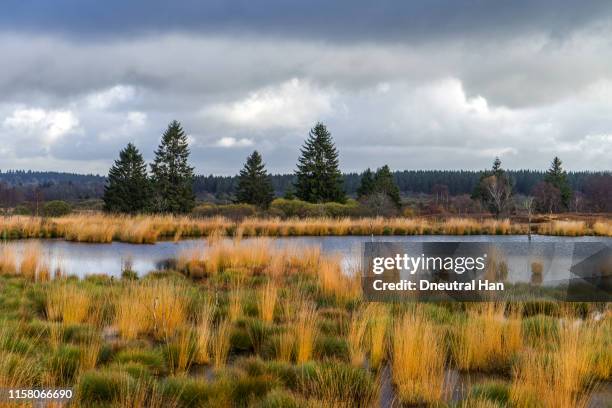 high fens (hohes venn) landscape in autumn - belgium landscape stock pictures, royalty-free photos & images