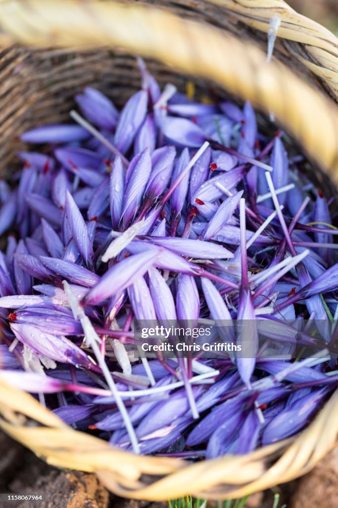 Taliouine Saffron Harvest High Res Stock Photo Getty Images taliouine-saffron-harvest-high-res-stock-photo-getty-images