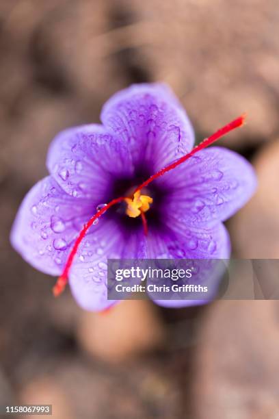 taliouine saffron harvest - saffron stock pictures, royalty-free photos & images