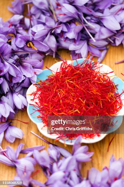taliouine saffron harvest - saffron crocus stock pictures, royalty-free photos & images