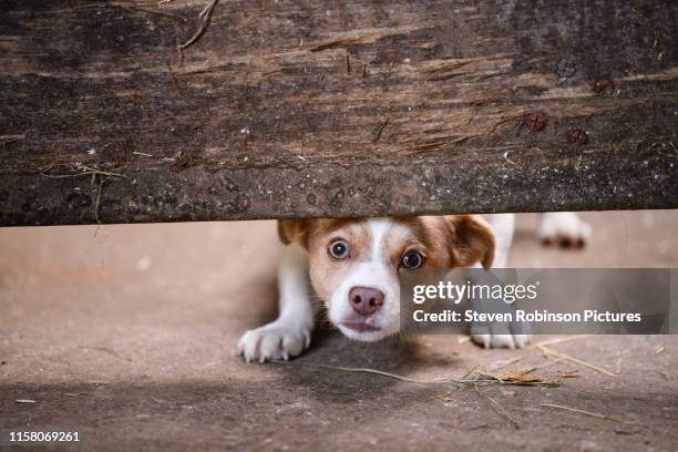 scared dog - scared dog stock pictures, royalty-free photos & images