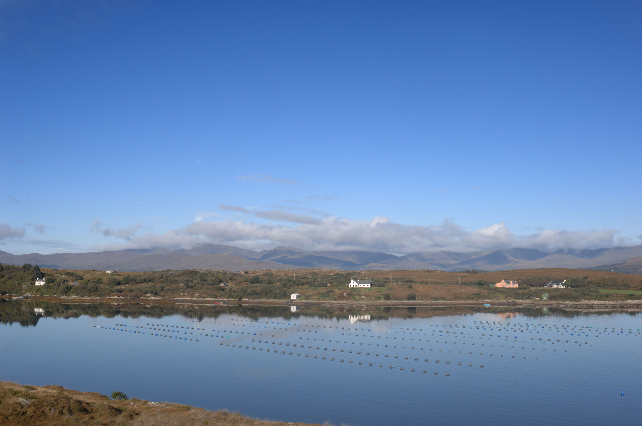 Mussel Farm Mussel Farm