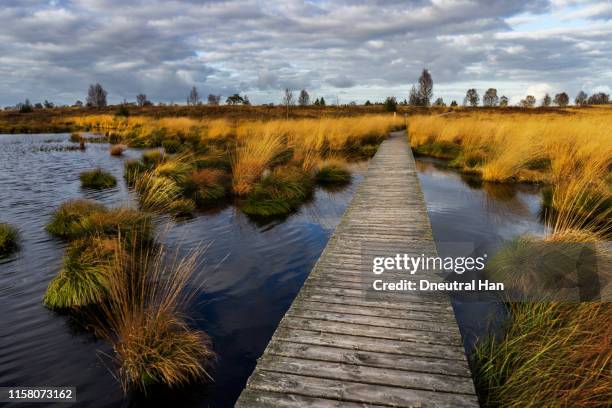 pond in high fens (hohes venn) - watershed 2017 bildbanksfoton och bilder