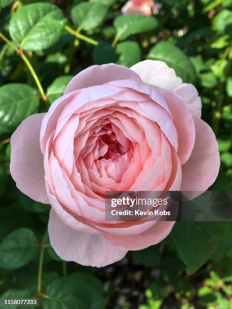 Spring Rclosed Rose Closed Roses Photos and Premium High Res Pictures - Getty Images