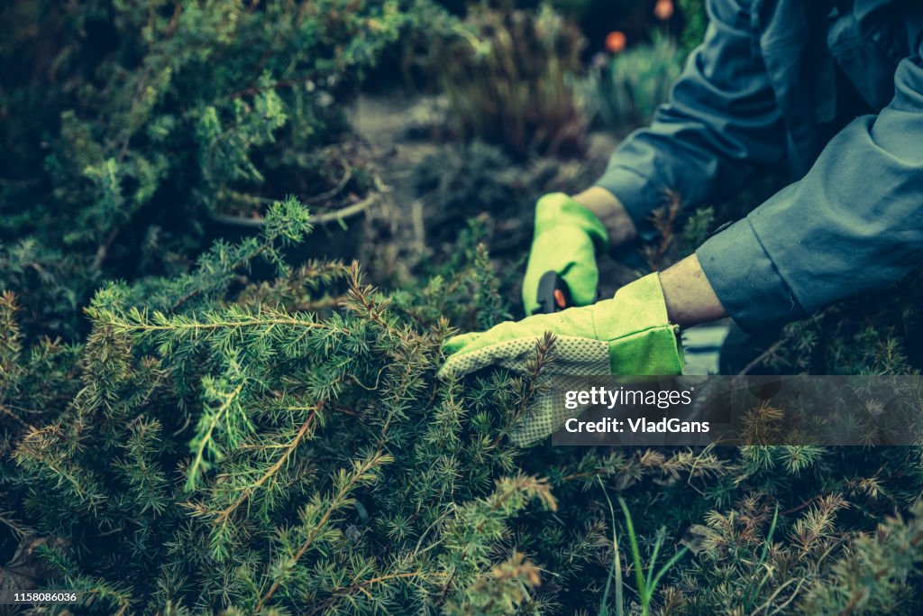 Cutting a plants