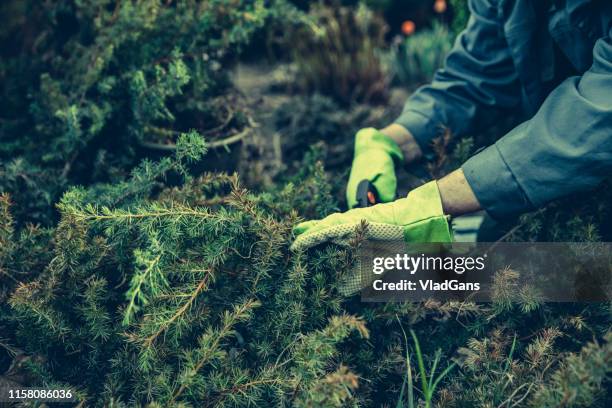 cortando plantas - árvore de junípero - fotografias e filmes do acervo