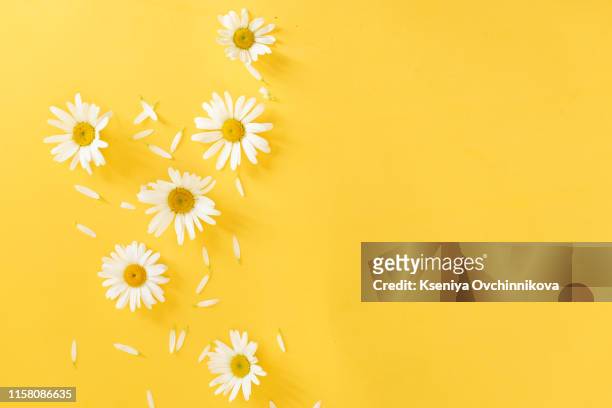 yellow background with chamomile pattern. flat layer, top view. - pétalo fotografías e imágenes de stock