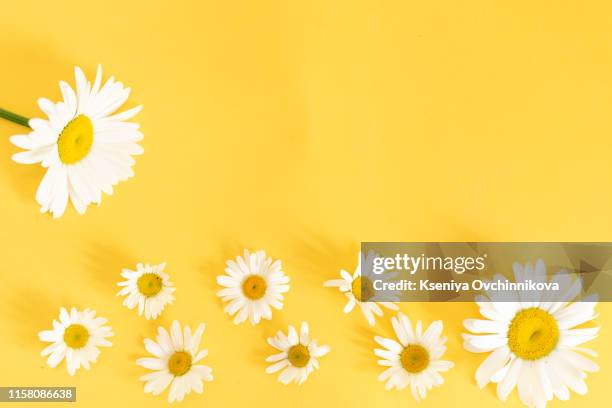 yellow background with chamomile pattern. flat layer, top view. - ranunculus bildbanksfoton och bilder