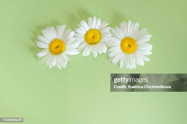 floral pattern of white chamomile daisy flowers on yellow background. flat lay, top view. floral background. pattern of flower buds. - chamomile stock pictures, royalty-free photos & images