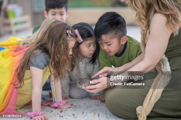 grundschüler lernen die natur - montessori education stock-fotos und bilder